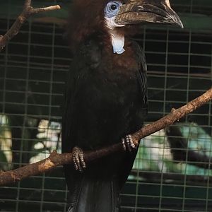 Black-casqued hornbill (Ceratogymna atrata), 2024-05-22