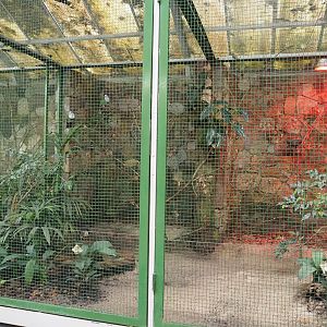 Small Philippines Archipelago aviary - Black-chinned fruit-dove and White-rumped Shama, 2024-05-22