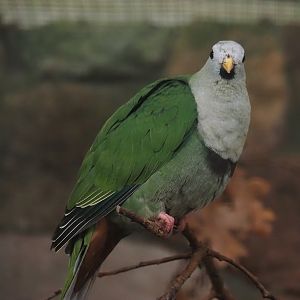 Black-chinned fruit-dove (Ramphiculus leclancheri), 2024-05-22