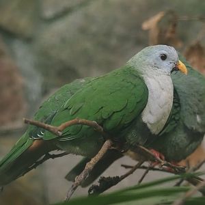Black-chinned fruit-dove (Ramphiculus leclancheri), 2024-05-23