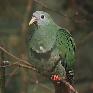 Black-chinned fruit-dove (Ramphiculus leclancheri), 2024-05-22