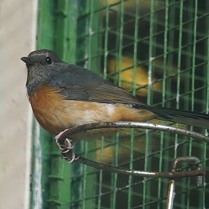 White-rumped Shama (Copsychus malabaricus), 2024-05-22