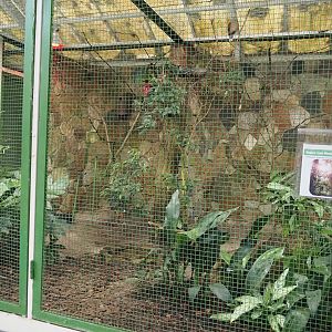Mindanao aviary - White-eared brown dove, Mindanao lorikeet, Mindanao bleeding-heart pigeon, 2024-05-22