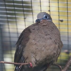 White-eared brown dove (Phapitreron leucotis), 2024-05-22