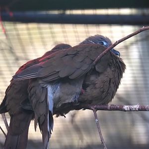 White-eared brown dove (Phapitreron leucotis), 2024-05-23