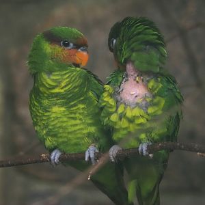 Mindanao lorikeets (Saudareos johnstoniae), 2024-05-22