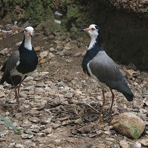 Long-toed lapwings (Vanellus crassirostris), 2024-05-23