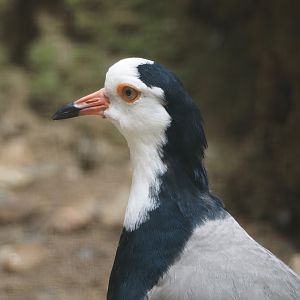 Long-toed lapwing (Vanellus crassirostris), 2024-05-23