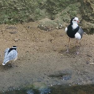 Egyptian plover (Pluvianus aegyptius) and Long-toed lapwing (Vanellus crassirostris), 2024-05-22