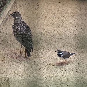 Spotted thick-knee (Burhinus capensis) and Common ringed plover (Charadrius hiaticula), 2024-05-22
