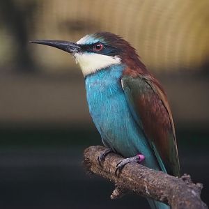 European bee-eater (Merops apiaster), 2024-05-22
