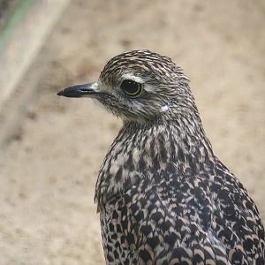 Spotted dikkop (Burhinus capensis), 2024-05-22