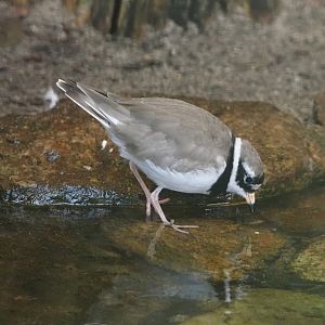 Common ringed plover (Charadrius hiaticula), 2024-05-23