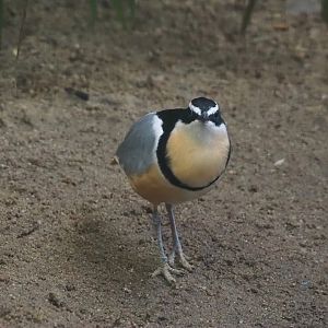 Egyptian plover (Pluvianus aegyptius), 2024-05-22