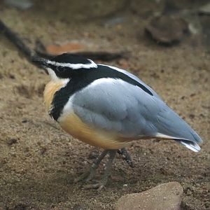 Egyptian plover (Pluvianus aegyptius), 2024-05-22