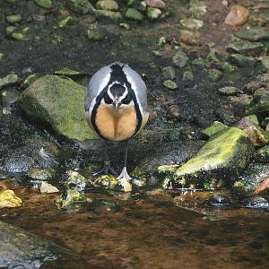 Egyptian plover (Pluvianus aegyptius), 2024-05-23