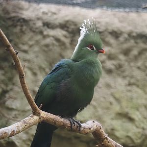 Livingstone's turaco (Tauraco livingstonii), 2024-05-22