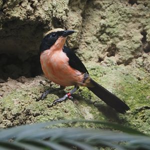 Yellow-crowned gonolek (Laniarius barbarus), 2024-05-23