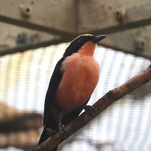 Yellow-crowned gonolek (Laniarius barbarus), 2024-05-22