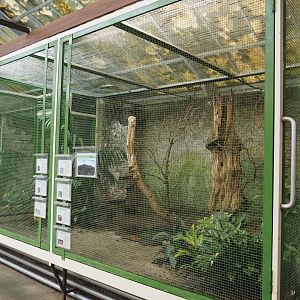 Sulawesi aviary, 2024-05-22