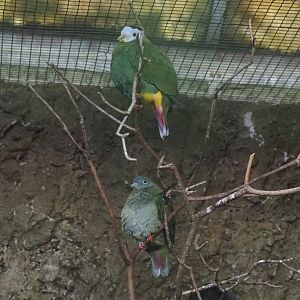 Black-naped fruit-doves (Ptilinopus melanospilus), 2024-05-22