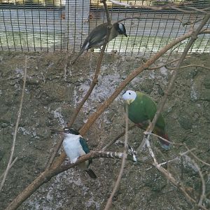 Sulawesi collared kingfisher, Black-naped fruit-dove and Light-vented bulbul, 2024-05-23
