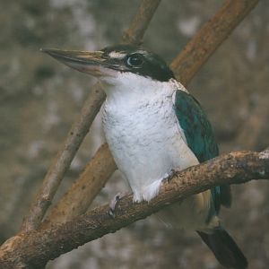 Sulawesi Collared kingfisher (Todiramphus chloris chloris), 2024-05-23