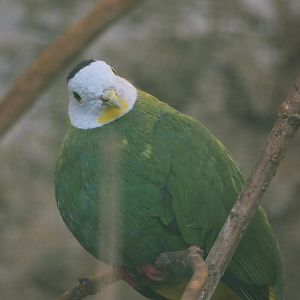 Black-naped fruit-dove (Ptilinopus melanospilus), 2024-05-23