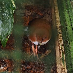 Red-and-white crake (Laterallus leucopyrrhus), 2024-05-22