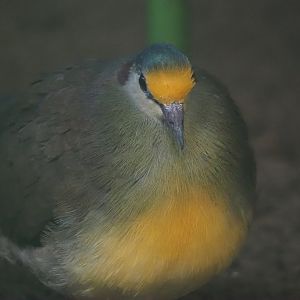 Red-necked Sulawesi ground-dove (Gallicolumba tristigmata bimaculata), 2024-05-22