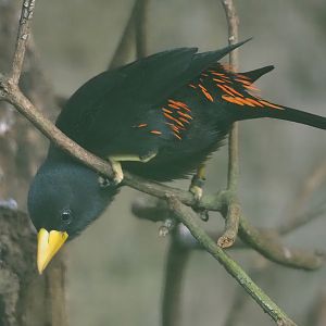 Grosbeak starling (Scissirostrum dubium), 2024-05-22