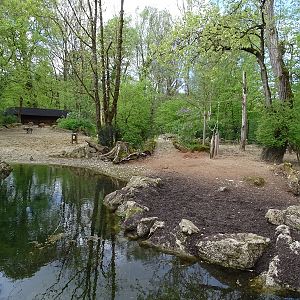 Red river hog enclosure