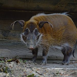 Red river hog (Potamochoerus porcus)