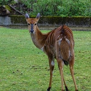 Nyala (Tragelaphus angasii)