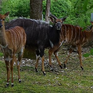 Nyala (Tragelaphus angasii)