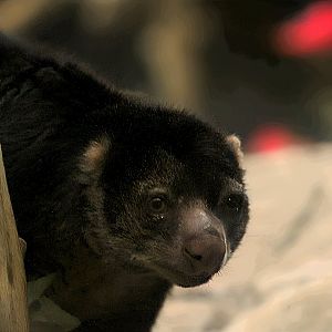 Sulawesi bear cuscus | Animals of the Night