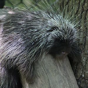 North American Porcupine | Teton Trek