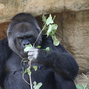 Western lowland gorilla | Primate Canyon