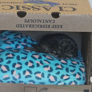 Fanaloka kitten | Hca Healthcare Veterinary Center