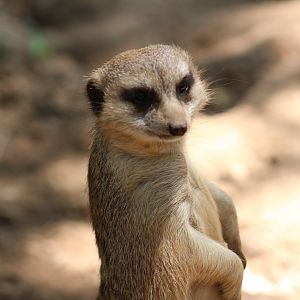 Meerkat | Nashville Zoo