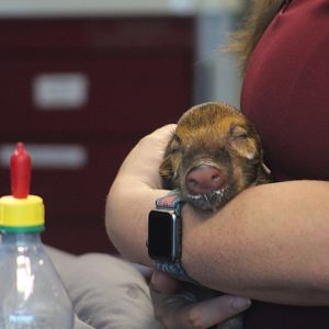 Red river hog piglet| Hca Healthcare Veterinary Center