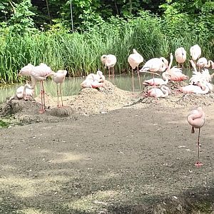 Greater Flamingos