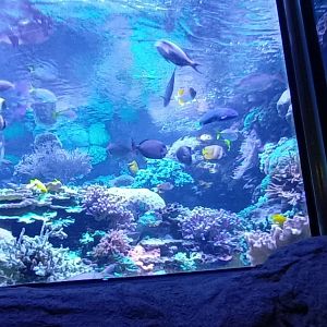 Large Coral Reef Tank in the Rainforest Building