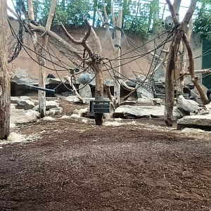 Western lowland Gorilla indoor Enclosure