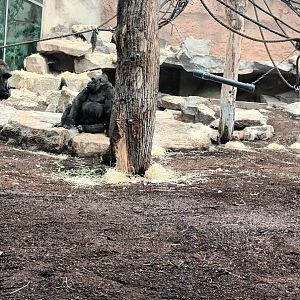 Western lowland Gorillas