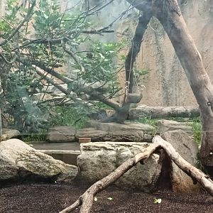 Moustached Monkey and Rock Hyrax Enclosure