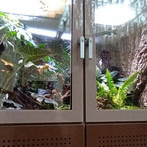 Gaboon Viper Habitat