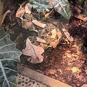 Gaboon Viper