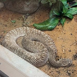 Uracoan Rattlesnake