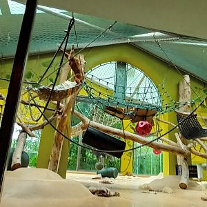 Sumatran Orang Utan indoor Enclosure